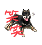 黒柴犬日常使いスタンプ（個別スタンプ：14）
