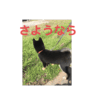 黒柴犬日常使いスタンプ（個別スタンプ：15）
