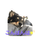 黒柴犬日常使いスタンプ（個別スタンプ：16）