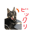 黒柴犬日常使いスタンプ（個別スタンプ：17）