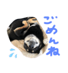 黒柴犬日常使いスタンプ（個別スタンプ：18）