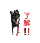 黒柴犬日常使いスタンプ（個別スタンプ：20）
