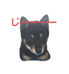 黒柴犬日常使いスタンプ（個別スタンプ：21）