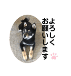 黒柴犬日常使いスタンプ（個別スタンプ：22）