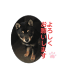 黒柴犬日常使いスタンプ（個別スタンプ：23）
