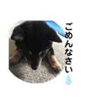黒柴犬日常使いスタンプ（個別スタンプ：24）