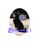 黒柴犬日常使いスタンプ（個別スタンプ：26）