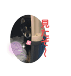 黒柴犬日常使いスタンプ（個別スタンプ：27）