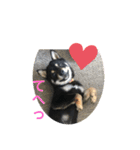 黒柴犬日常使いスタンプ（個別スタンプ：28）
