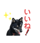 黒柴犬日常使いスタンプ（個別スタンプ：30）