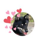 黒柴犬日常使いスタンプ（個別スタンプ：32）