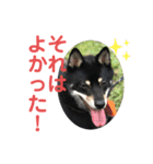 黒柴犬日常使いスタンプ（個別スタンプ：33）
