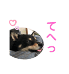 黒柴犬日常使いスタンプ（個別スタンプ：34）