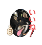 黒柴犬日常使いスタンプ（個別スタンプ：36）