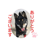 黒柴犬日常使いスタンプ（個別スタンプ：37）