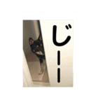 黒柴犬日常使いスタンプ（個別スタンプ：38）