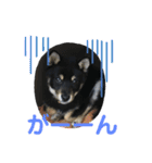 黒柴犬日常使いスタンプ（個別スタンプ：39）