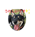 黒柴犬日常使いスタンプ（個別スタンプ：40）
