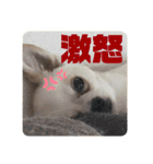 受付ちょちゃんさん（個別スタンプ：12）