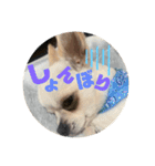 受付ちょちゃんさん（個別スタンプ：14）