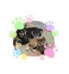 柴犬モコ＆稲穂 3（個別スタンプ：2）