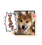 柴犬モコ＆稲穂 3（個別スタンプ：3）