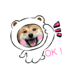 柴犬モコ＆稲穂 3（個別スタンプ：4）