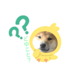 柴犬モコ＆稲穂 3（個別スタンプ：5）