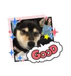柴犬モコ＆稲穂 3（個別スタンプ：7）