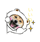 柴犬モコ＆稲穂 3（個別スタンプ：9）