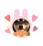 柴犬モコ＆稲穂 3（個別スタンプ：10）