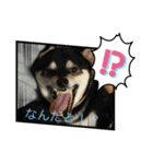 柴犬モコ＆稲穂 3（個別スタンプ：11）