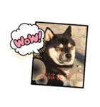柴犬モコ＆稲穂 3（個別スタンプ：12）