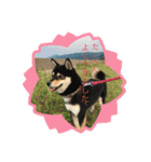 柴犬モコ＆稲穂 3（個別スタンプ：15）