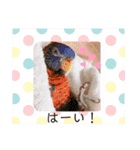 カメと鳥（個別スタンプ：10）