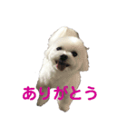 かわいすぎるマルチーズ（個別スタンプ：1）