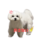 かわいすぎるマルチーズ（個別スタンプ：8）