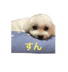 かわいすぎるマルチーズ（個別スタンプ：9）