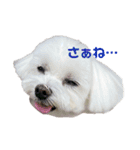 かわいすぎるマルチーズ（個別スタンプ：15）