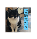 実家の猫たちPart1（個別スタンプ：1）