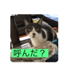 実家の猫たちPart1（個別スタンプ：2）