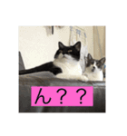 実家の猫たちPart1（個別スタンプ：4）