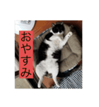 実家の猫たちPart1（個別スタンプ：5）