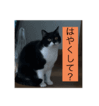 実家の猫たちPart1（個別スタンプ：6）