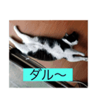 実家の猫たちPart1（個別スタンプ：7）