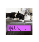 実家の猫たちPart1（個別スタンプ：8）