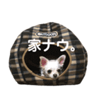 チワコッカー2（個別スタンプ：4）