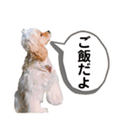 チワコッカー2（個別スタンプ：8）