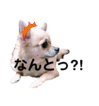 チワコッカー2（個別スタンプ：9）