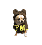 チワコッカー2（個別スタンプ：13）
